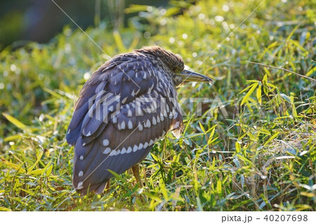 ゴイサギの幼鳥 40207698