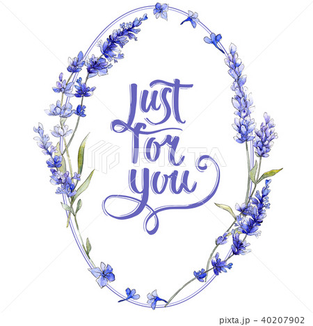 Violet lavender. Floral botanical flower. Wild spring leaf wildflower isolated. Violet lavender. Floral botanical flower. Wild spring leaf wildflower isolated. 40207902