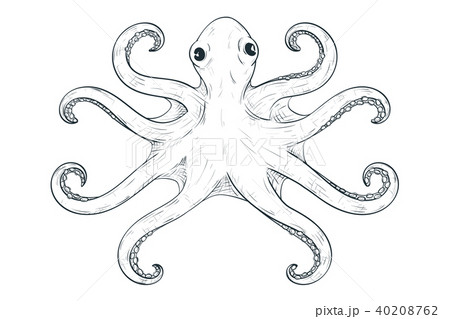 Octopus with symmetric tentacles. Outline hand drawn sketch 40208762
