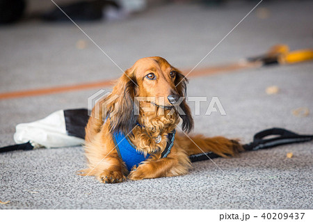 Cute dachshund brown dog laying along on the ground Cute dachshund brown dog laying along on the ground 40209437