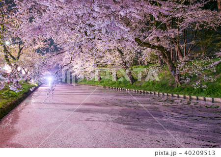 弘前公園の桜 外堀 花筏 ライトアップの写真素材