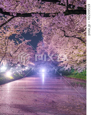 弘前公園の桜 外堀 花筏 ライトアップの写真素材
