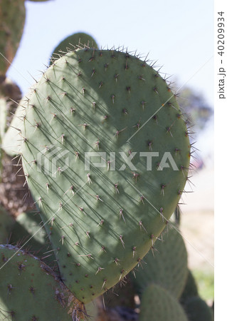 ウチワサボテンの葉 40209934