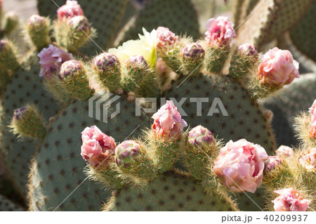 サボテンの花 40209937
