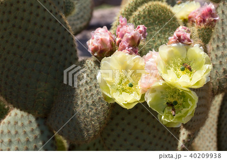 サボテンの花 40209938