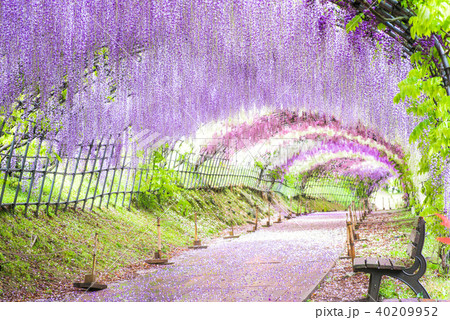河内藤園　藤のトンネル 40209952
