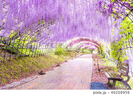 河内藤園 藤のトンネルの写真素材 [40209956] - PIXTA