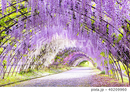 河内藤園 藤のトンネルの写真素材 [40209960] - PIXTA