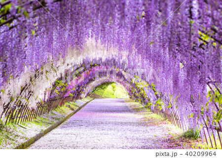 河内藤園 藤のトンネル 河内藤園 藤のトンネル 40209964