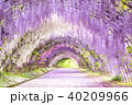 河内藤園　藤のトンネル 40209966