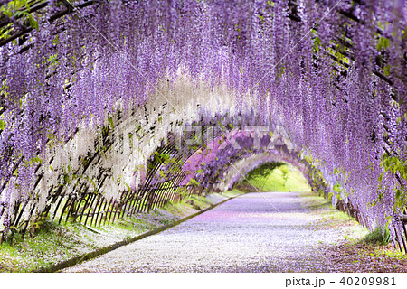 油絵 絵画 【フジのトンネル】 油絵 絵画 【癒やしの藤】 油絵