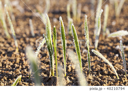 green wheat in a frost 40210794