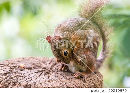 ニホンリス　井の頭自然文化園 40210979