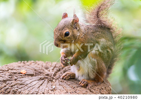 ニホンリス　井の頭自然文化園 40210980