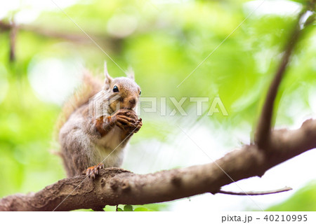 ニホンリス　井の頭自然文化園 40210995