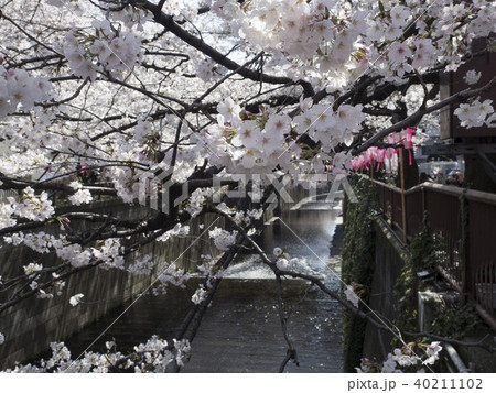 目黒川の桜 40211102