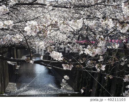 目黒川の桜 目黒川の桜 40211103