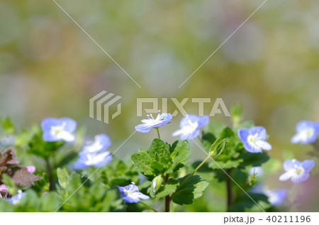 オオイヌノフグリ オオイヌノフグリ 40211196