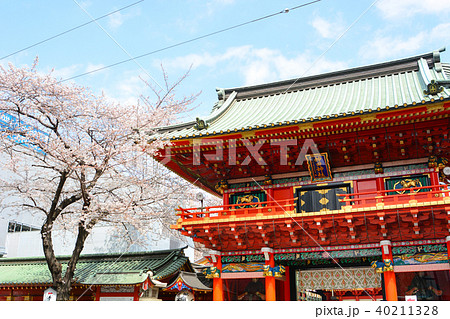 神田明神と桜の写真素材