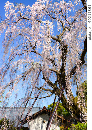 鶴牧西公園のシダレザクラ 40211361