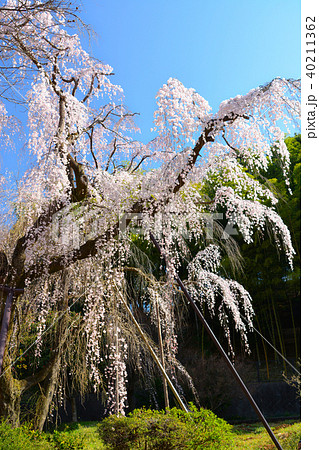 鶴牧西公園のシダレザクラ 40211362