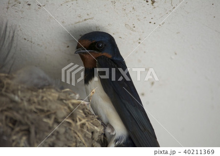 巣を守るツバメ 40211369