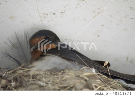 巣を守るツバメ 40211371