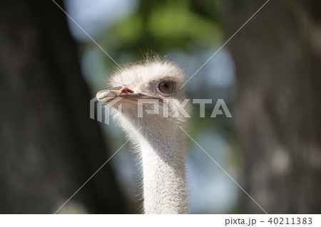 ダチョウ 40211383