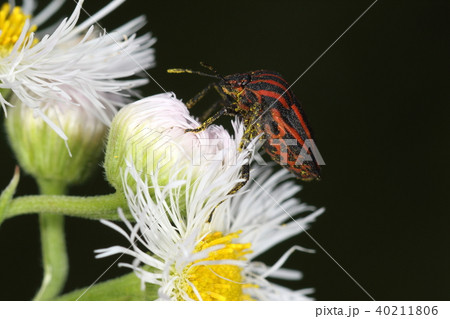 生き物　昆虫　アカスジカメムシ、背中は縦縞で腹はまだら。凡人には考え付かないデザイン 40211806