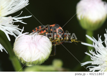 生き物　昆虫　アカスジカメムシ、お腹の模様はイモリのよう。裏返されても敵をビビらせる？ 40211807