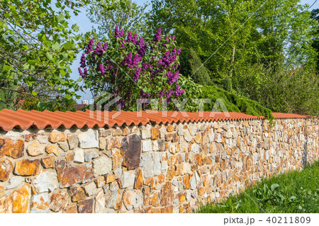 Stone wall with purple lilac bush 40211809