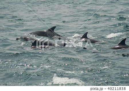イルカウォッチング 40211838