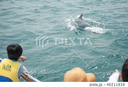 イルカウォッチング 40211839