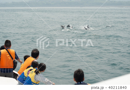 イルカウォッチング 40211840