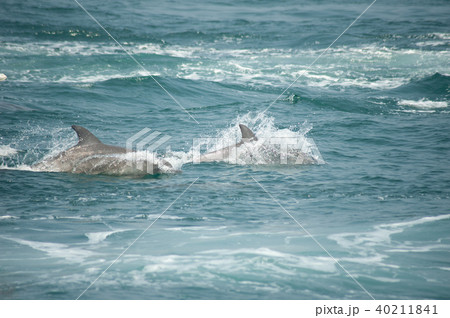 イルカウォッチング 40211841