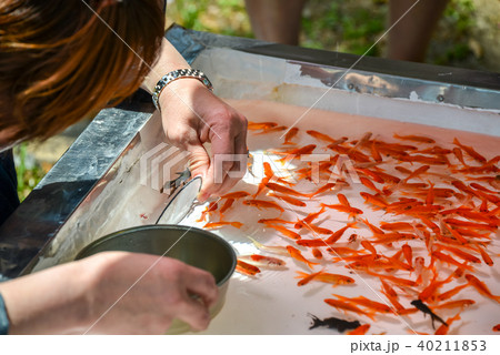 金魚すくい 40211853