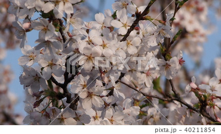 夕陽に染まる桜 40211854