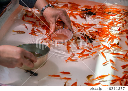 金魚すくい 40211877