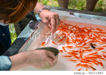 金魚すくい 40211883