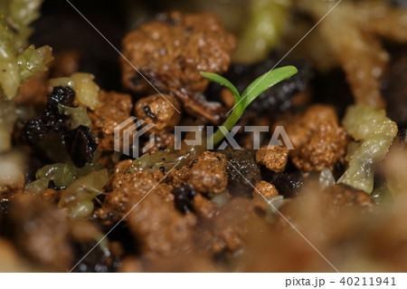 自然　植物　サワラ、三月下旬。小さな双葉が顔をのぞかせました 40211941