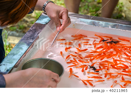 金魚すくいの写真素材