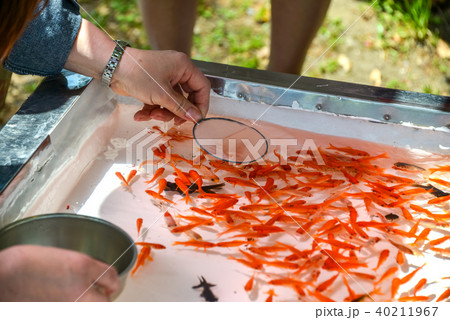 金魚すくいの写真素材