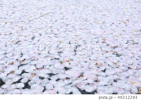 桜　花筏　春 40212293