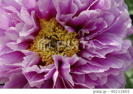 牡丹 品種名 春霞 アップ 牡丹 品種名 春霞 アップ 40212605