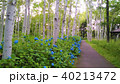 初夏の公園　紫陽花と白樺 40213472