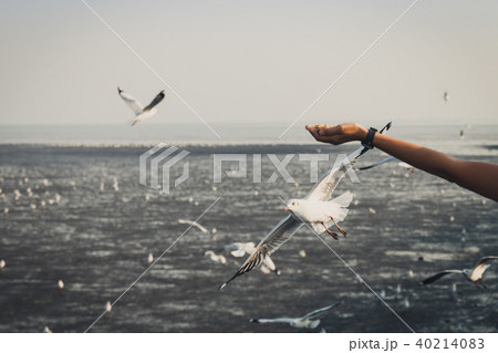 Hand of people feeding seagulls in Band pu seaside 40214083