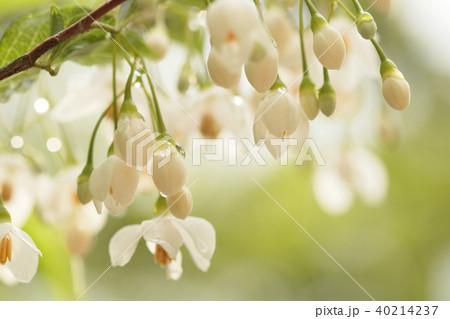 エゴノキの花 40214237