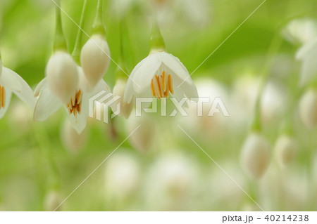 エゴノキの花 40214238