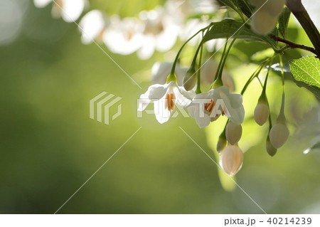 エゴノキの花 40214239