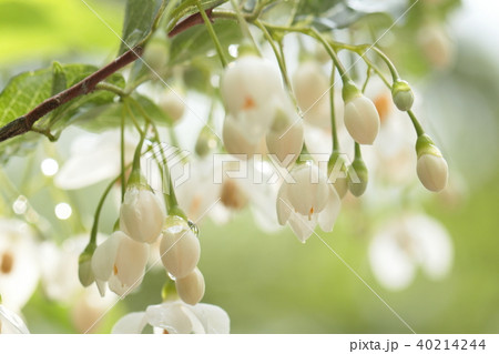 エゴノキの花と雨露 エゴノキの花と雨露 40214244
